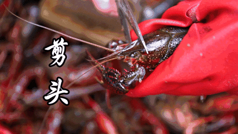 名厨名虾，味道满分，口口难忘！武汉69.9元抢森飞油焖大虾3人餐