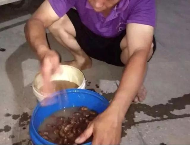 这种“唐僧肉”卖成百蚊一斤！5月很多广东人连夜去抓！