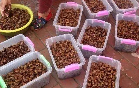 这种“唐僧肉”卖成百蚊一斤！5月很多广东人连夜去抓！